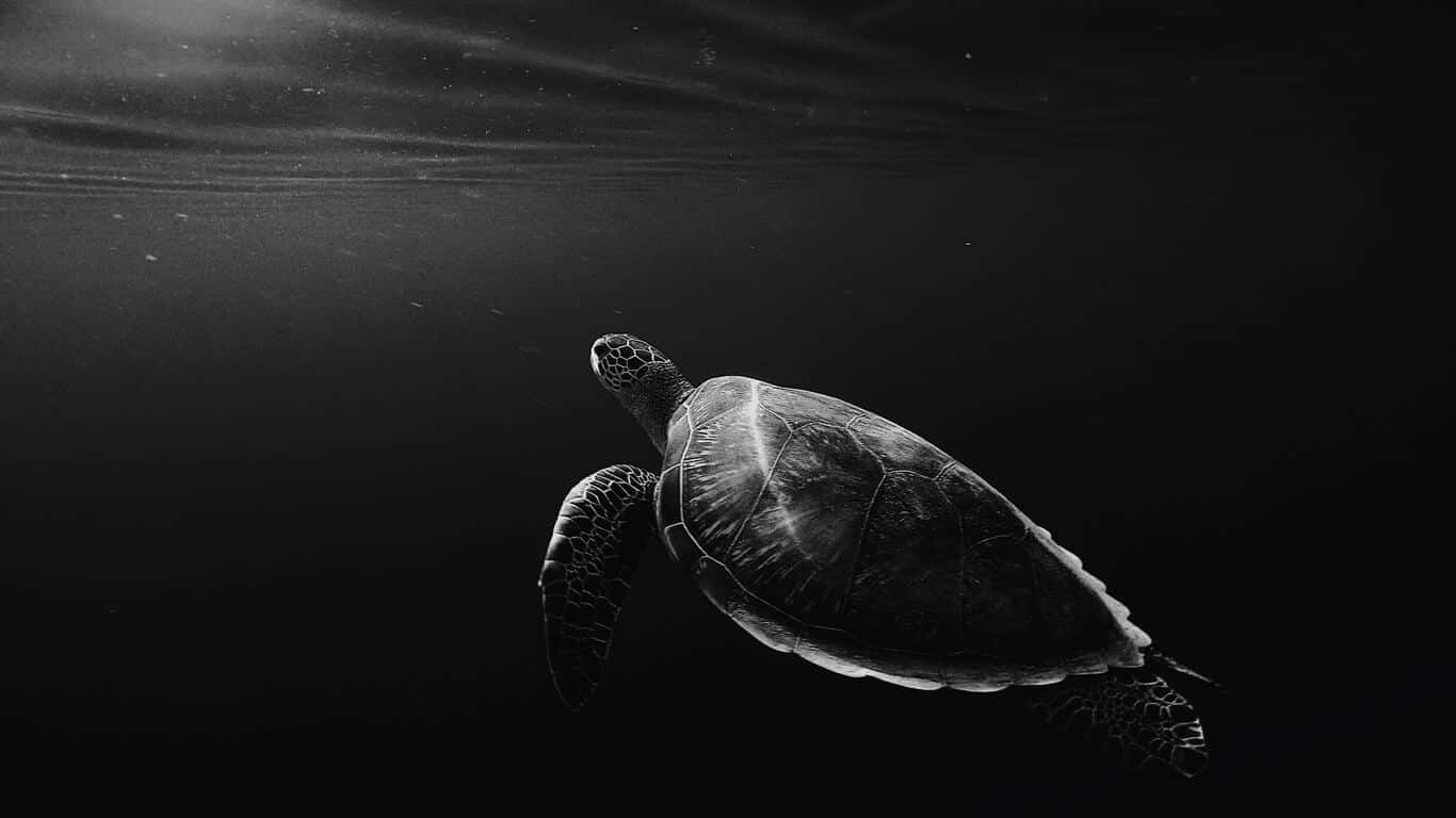 黑白 桌布 壁紙 — 一隻單色海龜在陽光從上方穿透的深海中優雅地滑行。
