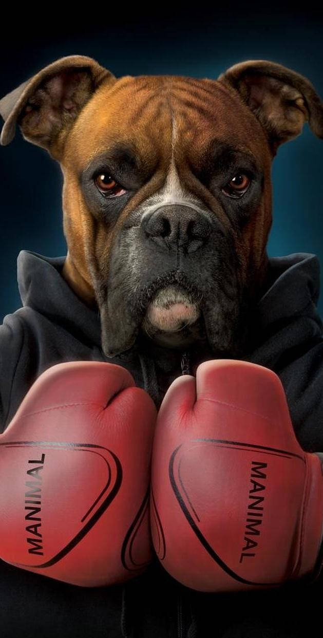 Boxing 桌布 壁紙 — 一隻嚴肅的拳師狗，戴著紅色手套和黑色連帽衫，在深藍色背景下強烈凝視。