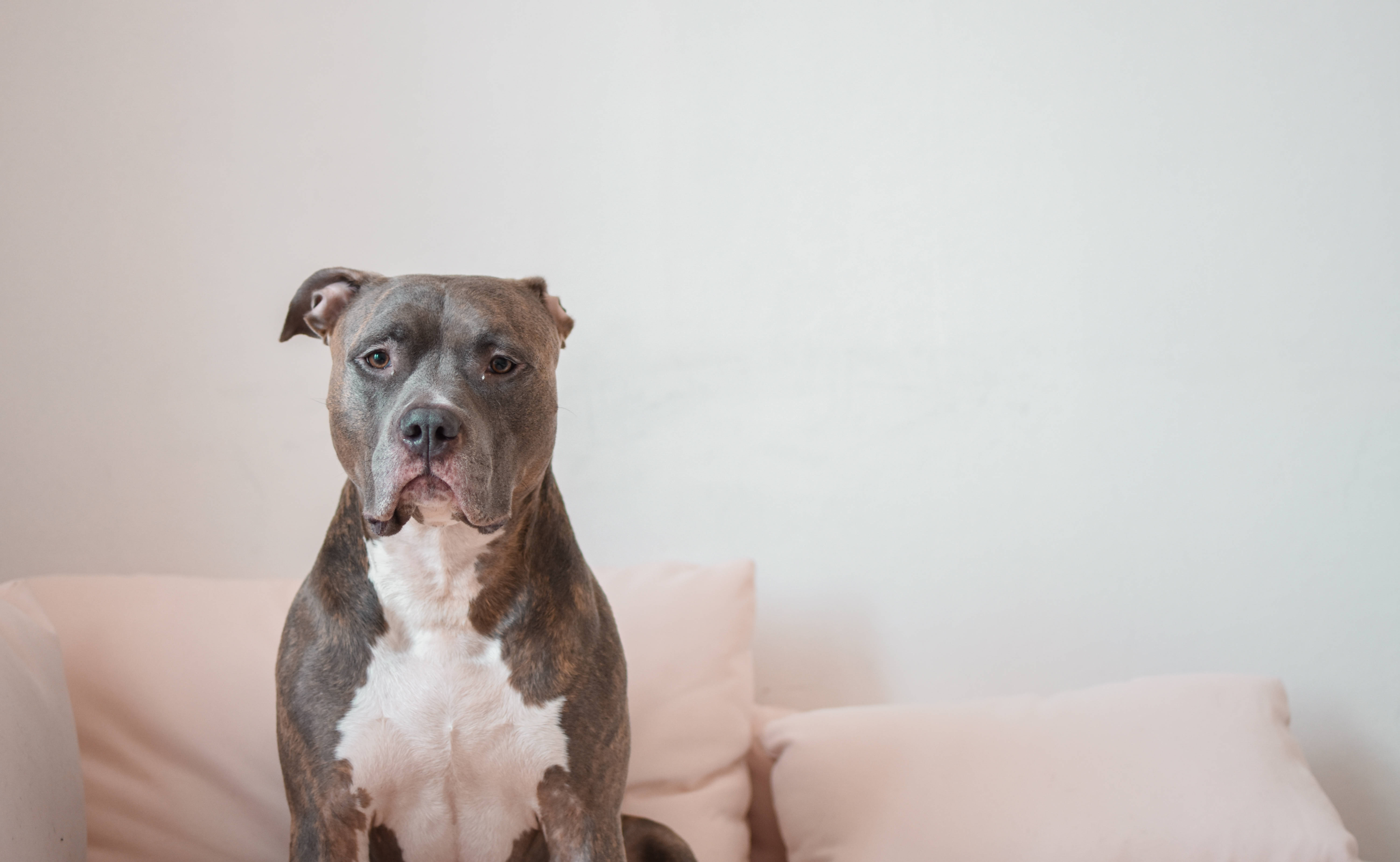 Pitbull 桌布 壁紙 — 一隻嚴肅的灰白色比特鬥牛梗專注地坐在柔軟的粉紅色沙發上，背景是純白色的牆壁。