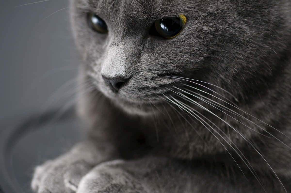 American Shorthair 桌布 壁紙 — 一隻嚴肅的灰色貓咪特寫，擁有銳利的眼睛和白色鬍鬚，在深色表面上休息。