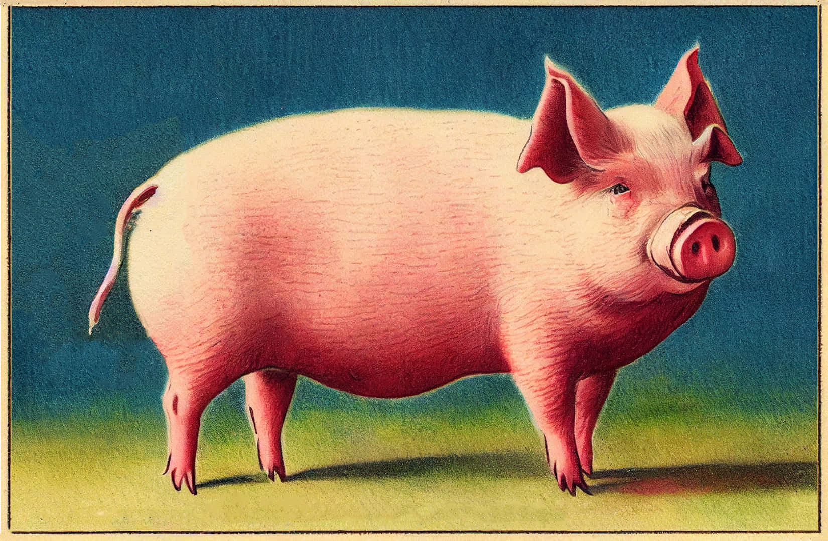 Pig 桌布 壁紙 — 一隻圓潤的粉紅豬警覺地站在草地上，背景是深藍色，採用復古插圖風格。