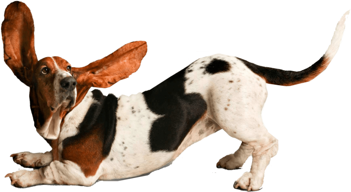 Basset Hound 桌布 壁紙 — 一隻垂耳、帶有白色、棕色和黑色斑點的巴吉度獵犬，在黑色背景上警覺地躺著。