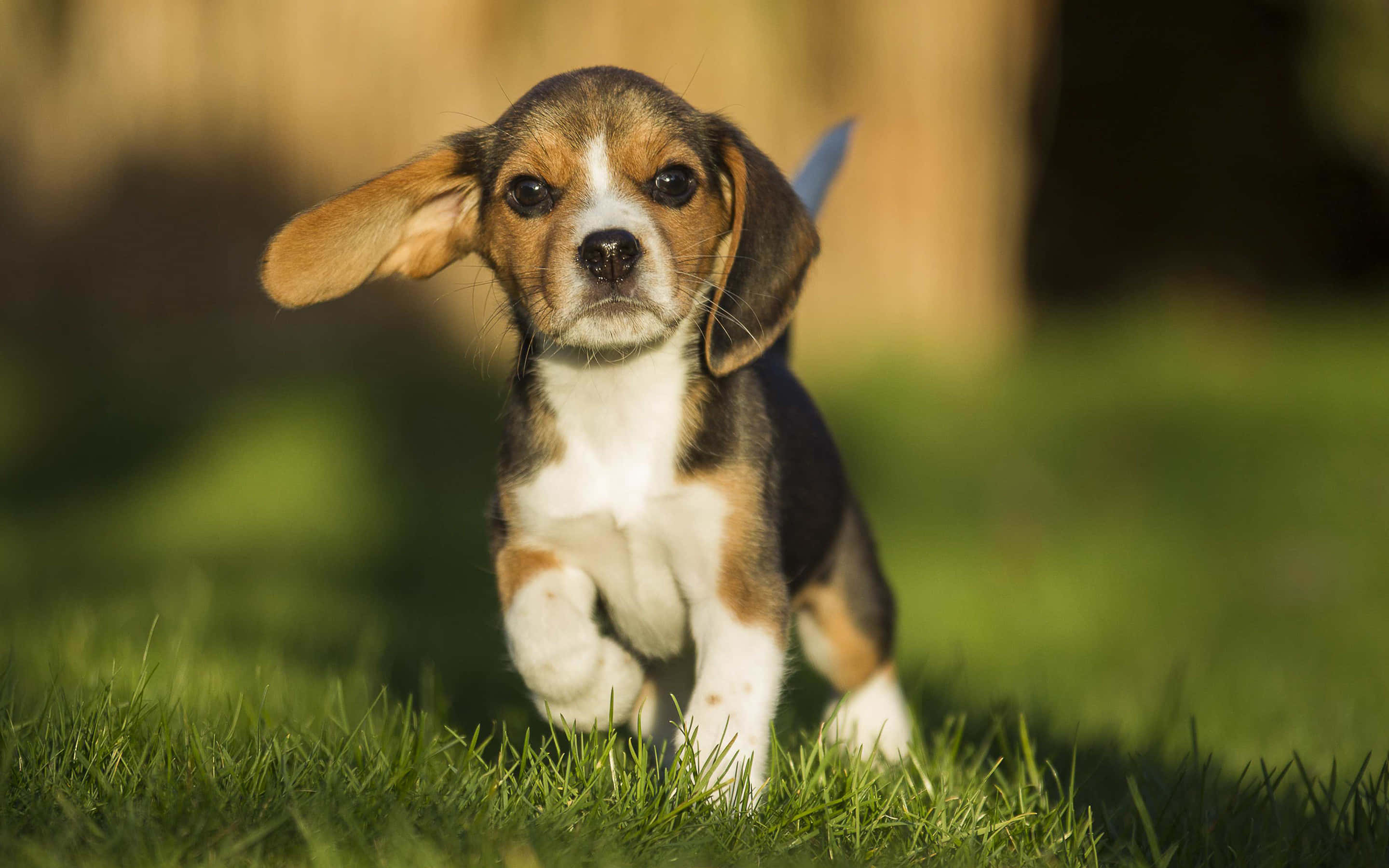 米格魯 桌布 壁紙 — 一隻垂耳、頑皮的比格犬幼犬穿過陽光明媚的綠色草地跑向鏡頭。