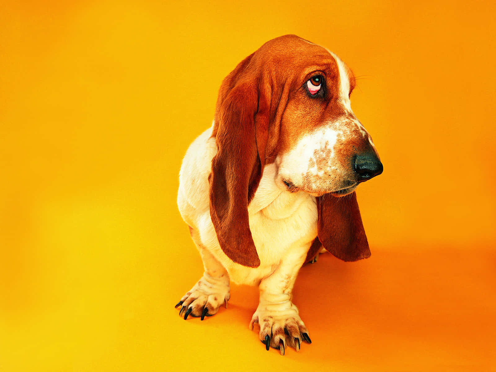 Silly Dog 桌布 壁紙 — 一隻垂耳且眼神充滿靈魂的巴吉度獵犬，站在鮮豔的橙黃漸變背景前。