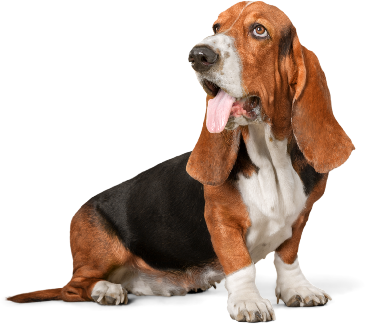 Basset Hound 桌布 壁紙 — 一隻垂耳及粉紅色舌頭的巴吉度獵犬，在純黑背景下警覺地坐著。