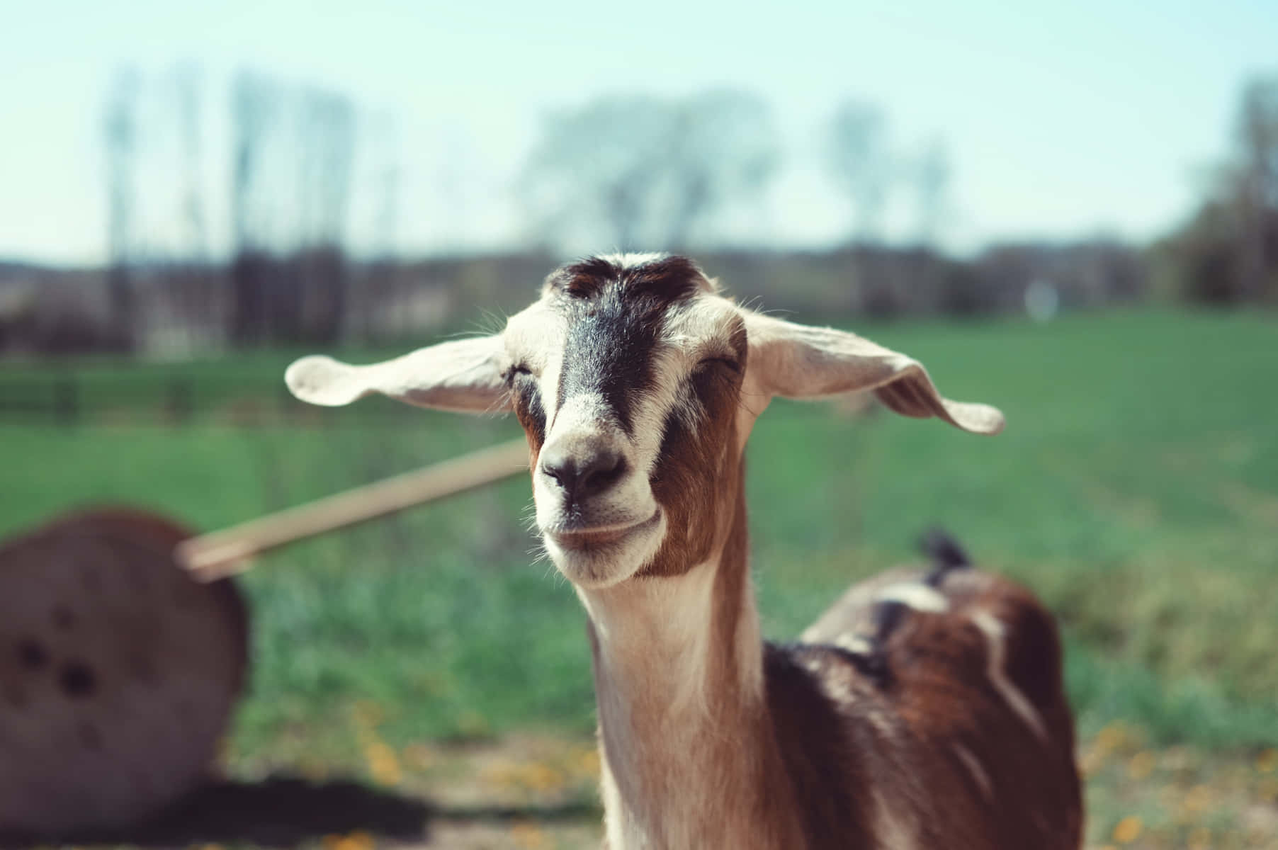 動物 桌布 壁紙 — 一隻垂耳啡白色山羊在陽光明媚的綠色田野中直視鏡頭的特寫。