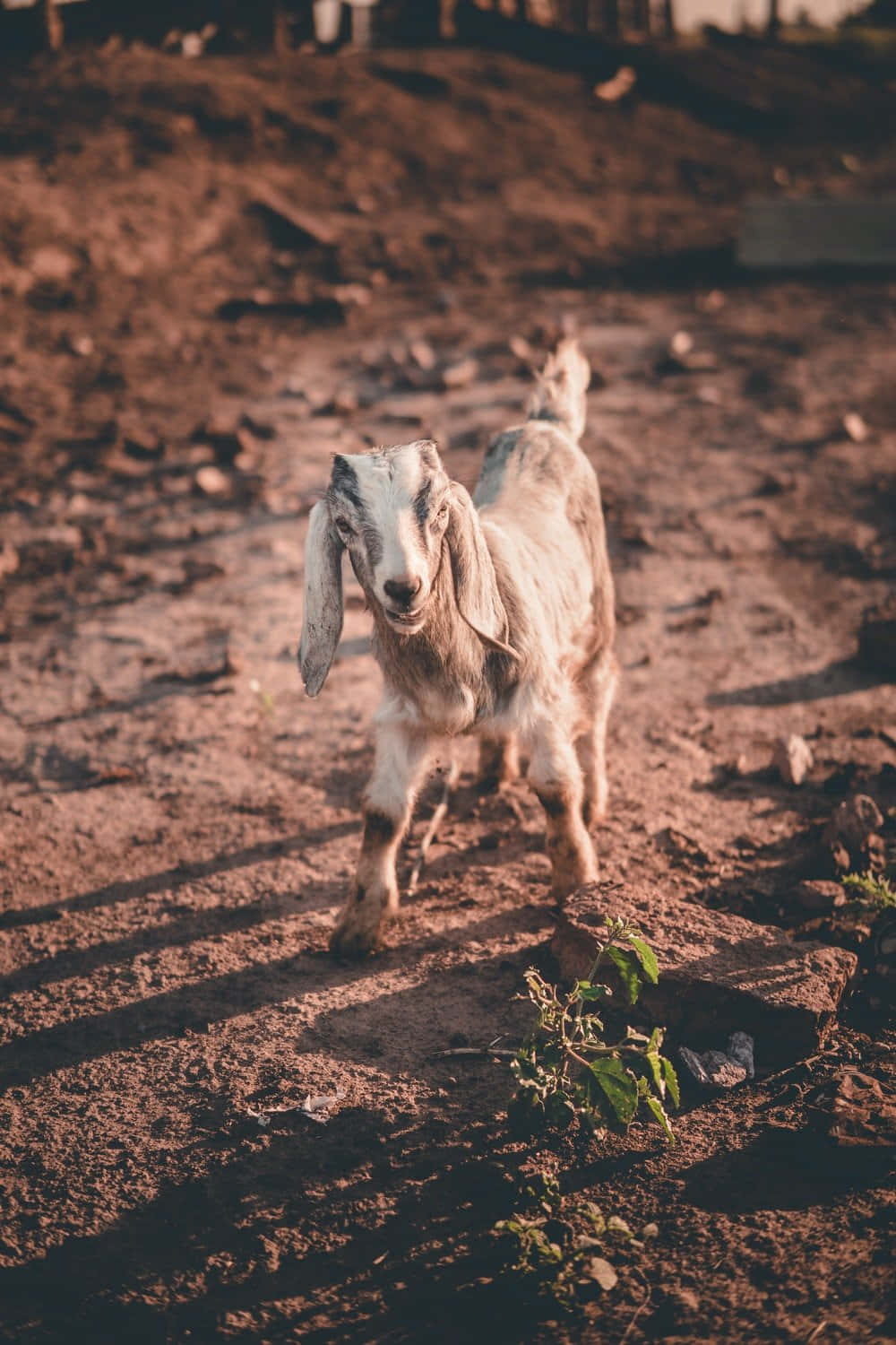 動物 桌布 壁紙 — 一隻垂耳小山羊在陽光明媚的泥土小徑上，朝著鏡頭走來，小徑上散落著石頭和稀疏的綠色植物。