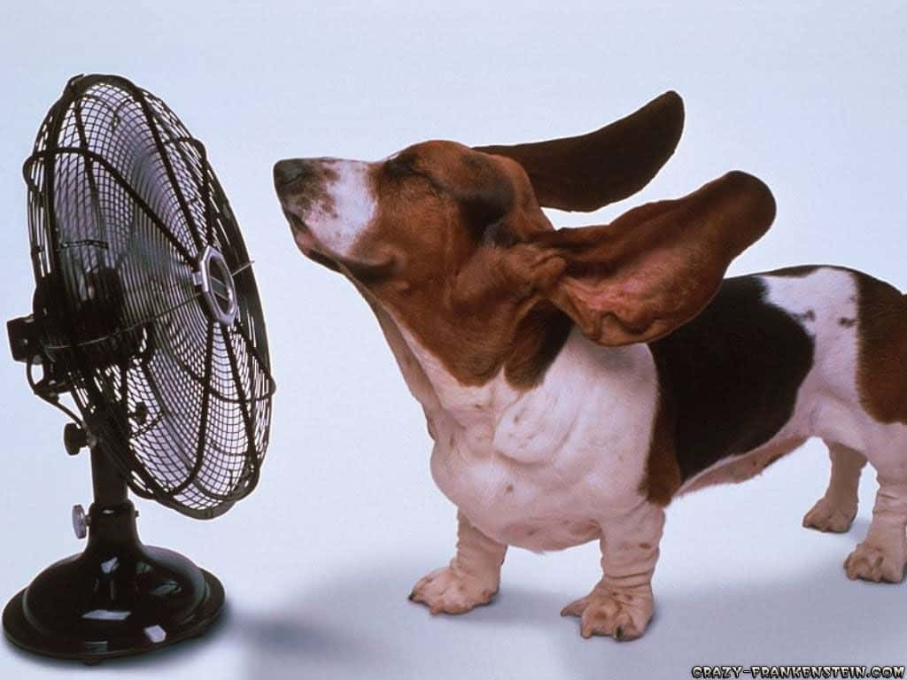 瘋狂 桌布 壁紙 — 一隻垂耳巴吉度獵犬專注地面對黑色站立風扇，背景為純色淺色。