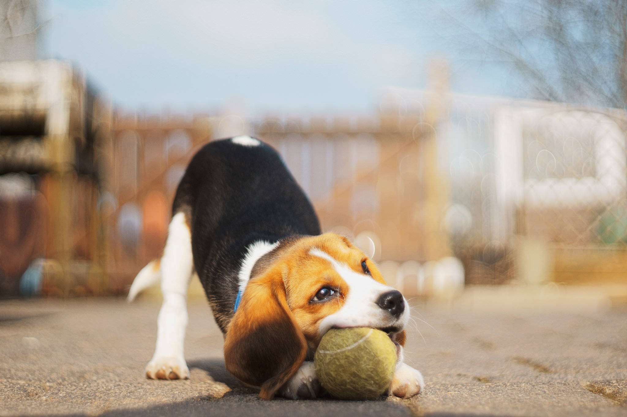 米格魯 桌布 壁紙 — 一隻垂耳比格犬幼犬在陽光明媚的戶外嘴裡叼著一個磨損的網球。