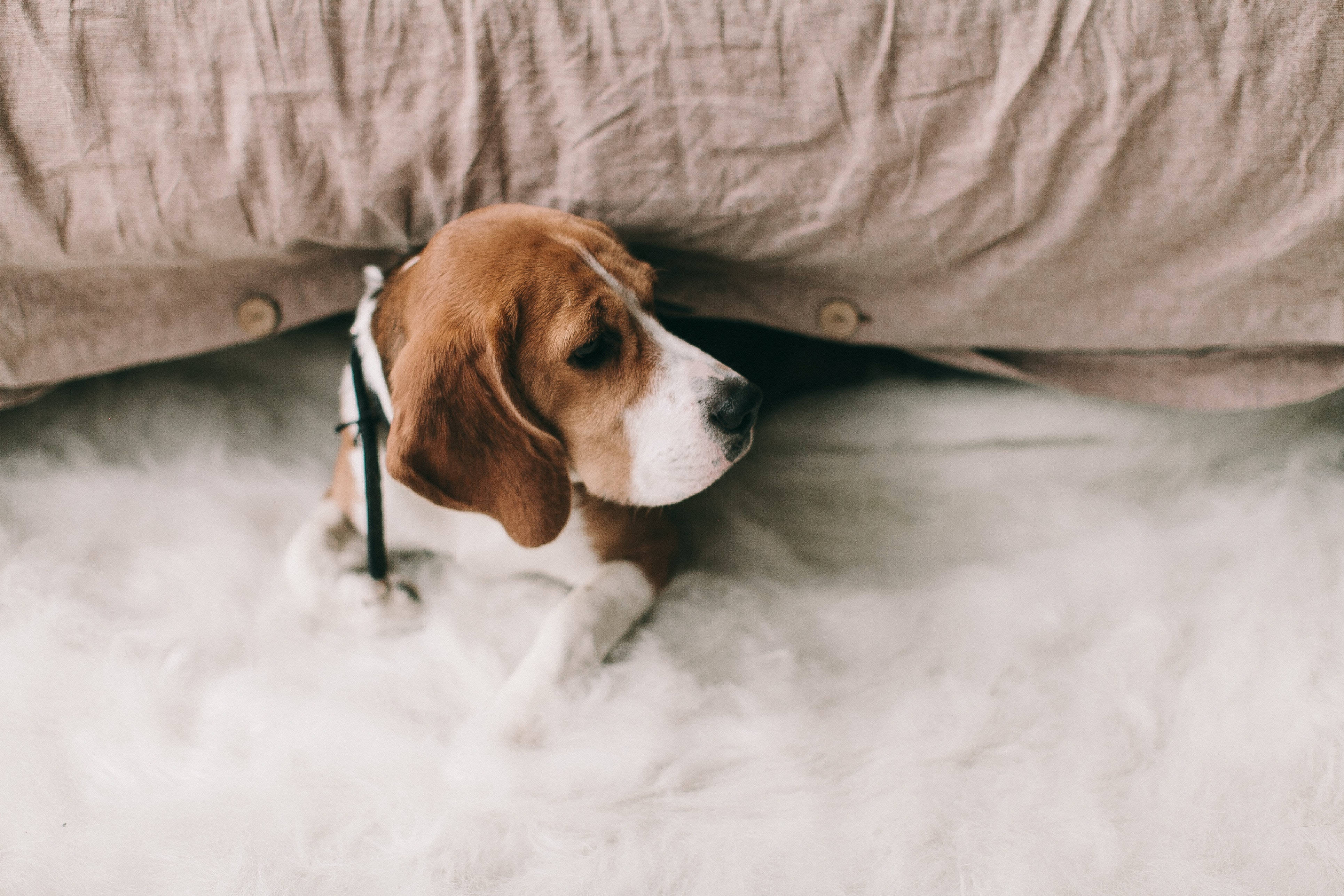 bed 桌布 壁紙 — 一隻垂耳比格犬幼犬安靜地坐在米色床罩下，身下是毛茸茸的白色地毯。