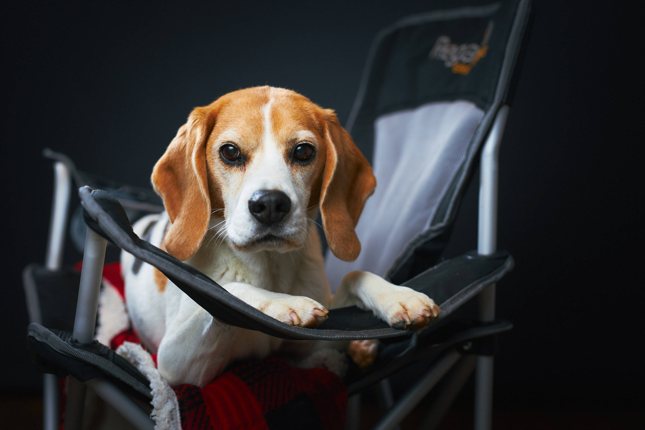 米格魯 桌布 壁紙 — 一隻垂耳比高犬在黑色露營椅上，披著紅色格紋毯，端莊地坐在深色背景前。