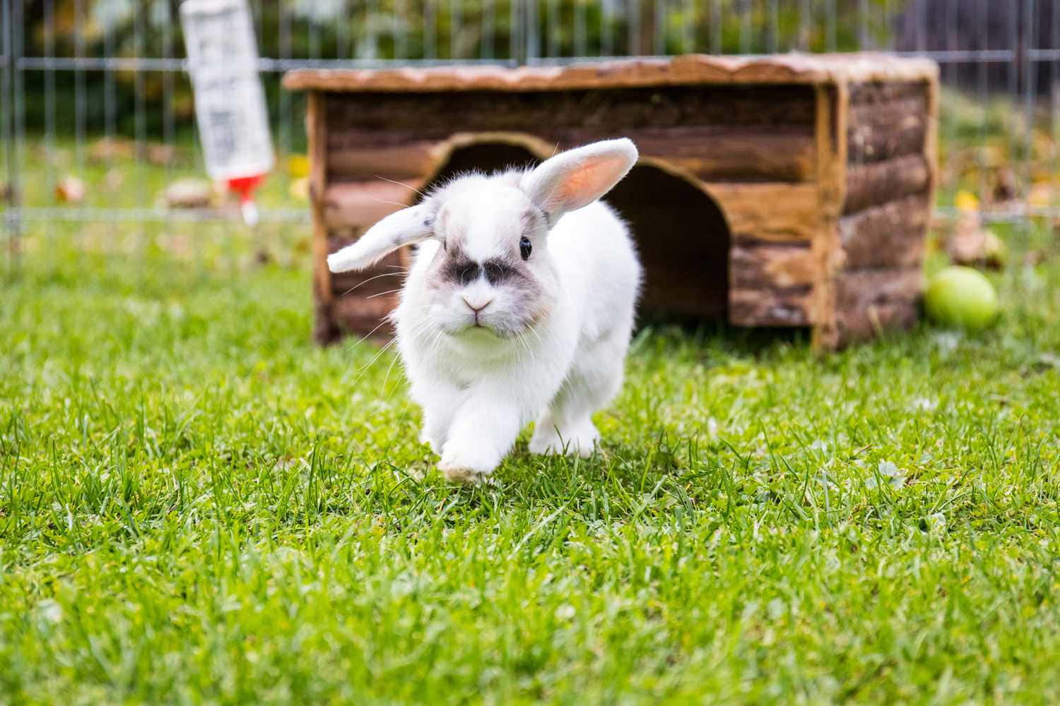 寵物動圖 桌布 壁紙 — 一隻垂耳白兔在木製籠子附近，踏過鮮綠的草地走向鏡頭。