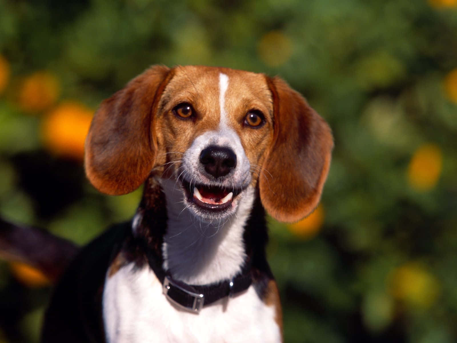 米格魯 桌布 壁紙 — 一隻垂耳白胸的快樂比格犬在模糊的綠色和黃色花卉背景前燦爛微笑。