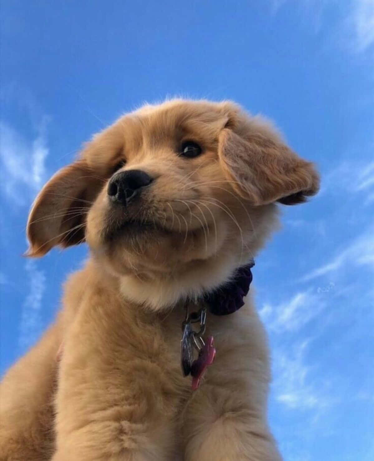 黃金獵犬 桌布 壁紙 — 一隻垂耳的金毛尋回犬幼犬，在晴朗藍天和薄雲的背景下向上凝視。