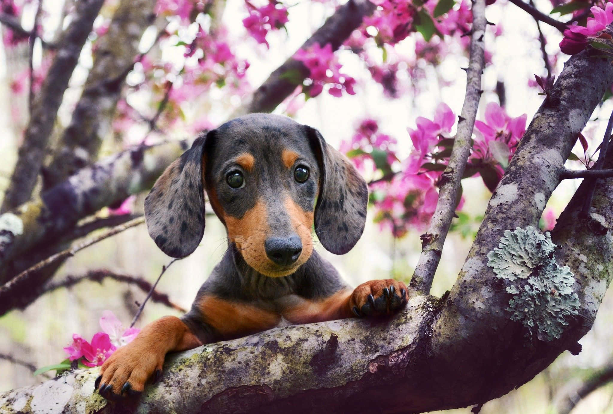 小狗 桌布 壁紙 — 一隻垂耳臘腸犬幼犬在長滿青苔的樹枝上休息，周圍環繞著粉紅色的花朵。