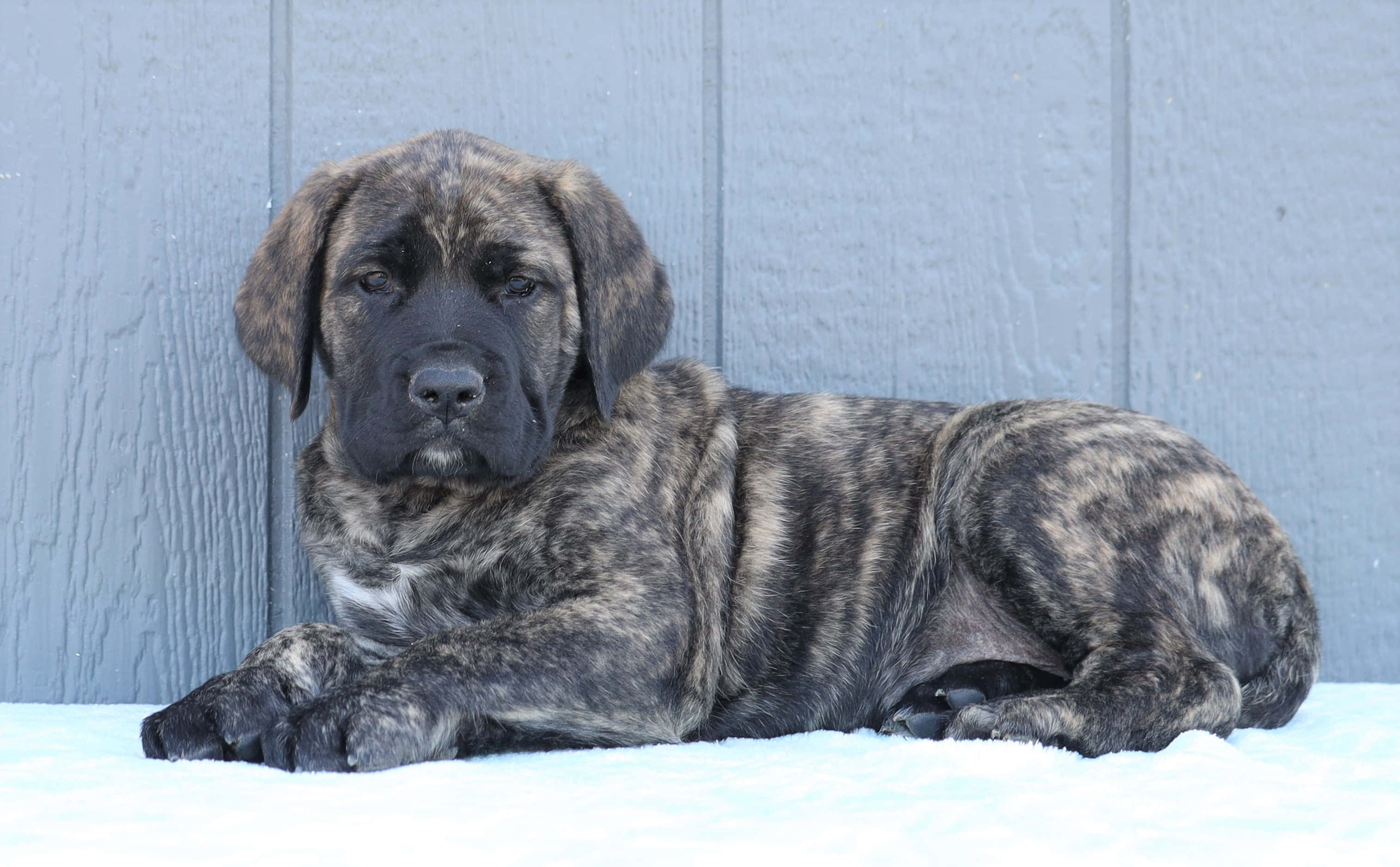 English Mastiff 桌布 壁紙 — 一隻垂耳虎斑小狗在雪地上對著灰色木籬笆平靜地休息。
