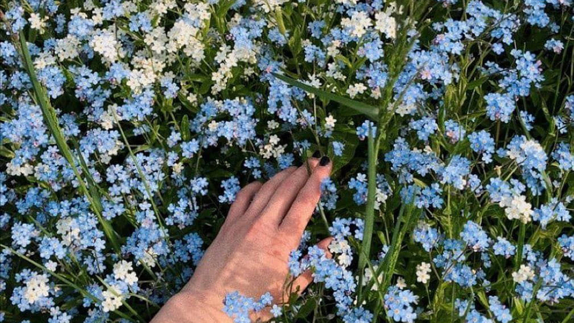 一隻手在花園中觸摸藍色和白色的勿忘我花。 — 田園風 GIF 壁紙