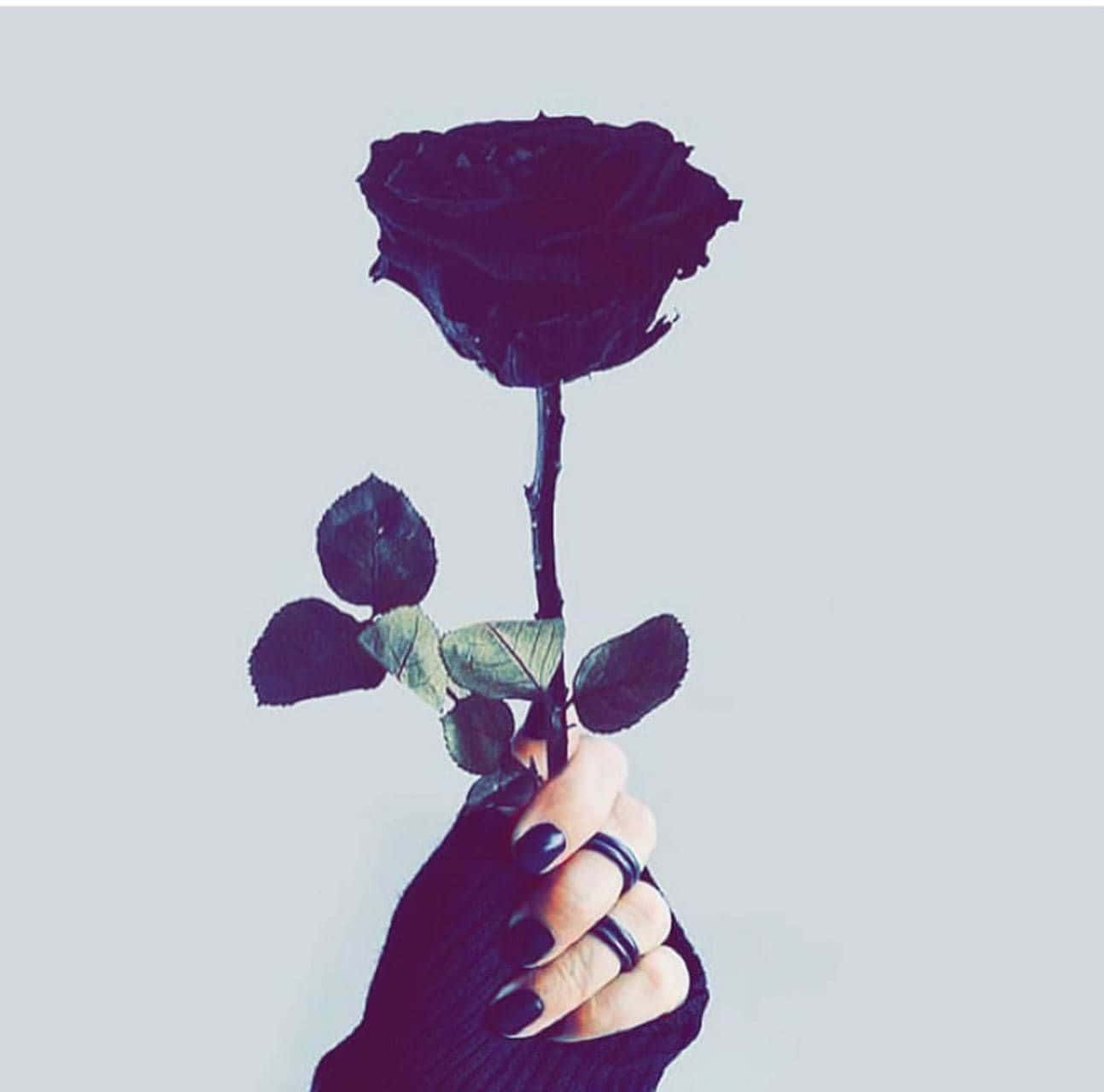 Black Rose Aesthetic 桌布 壁紙 — 一隻塗有黑色指甲油和戴戒指的手，在淺灰色背景上握著一朵黑玫瑰。