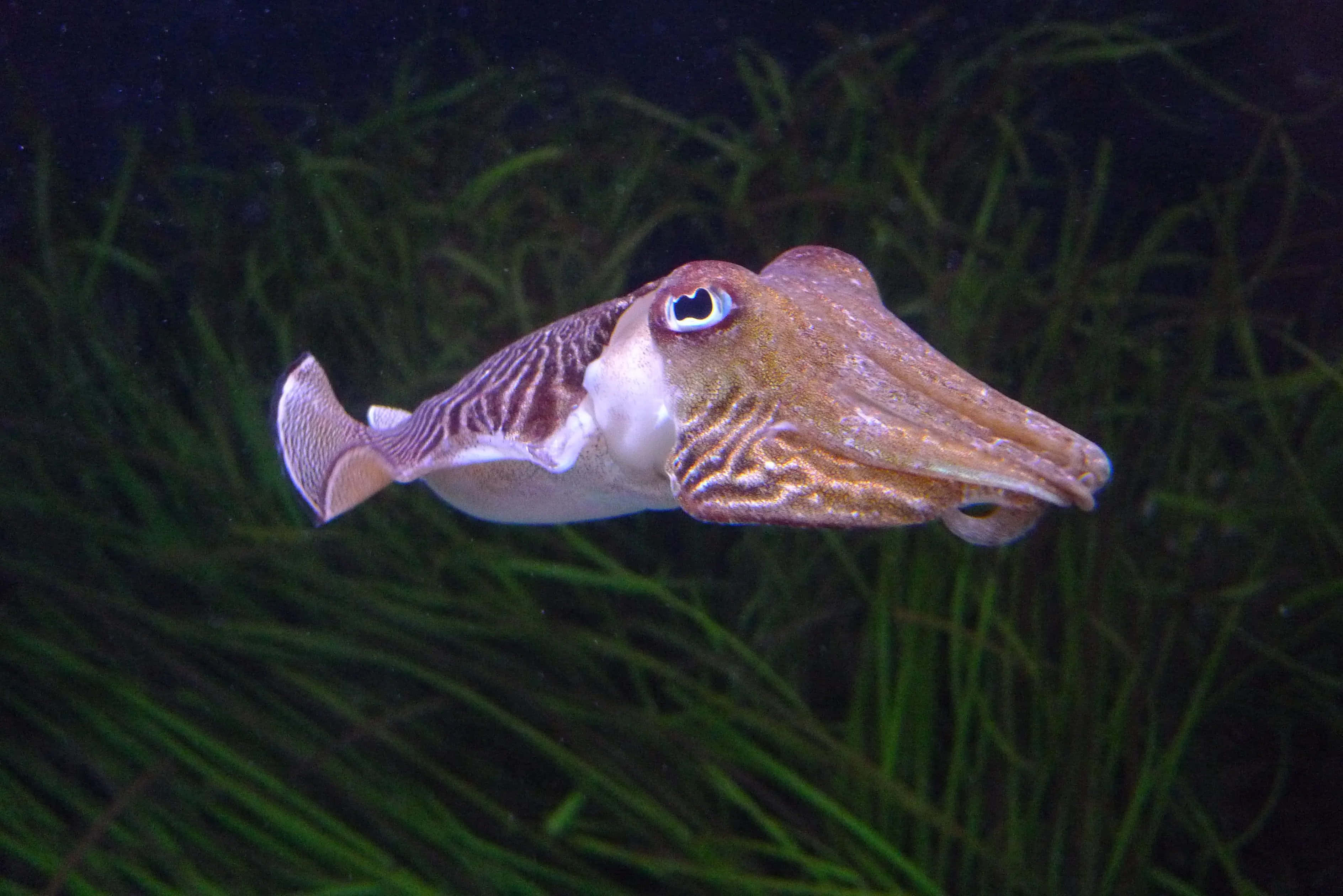 魚 桌布 壁紙 — 一隻墨魚在黑暗的水中優雅地滑行，周圍是高高的綠色海草。