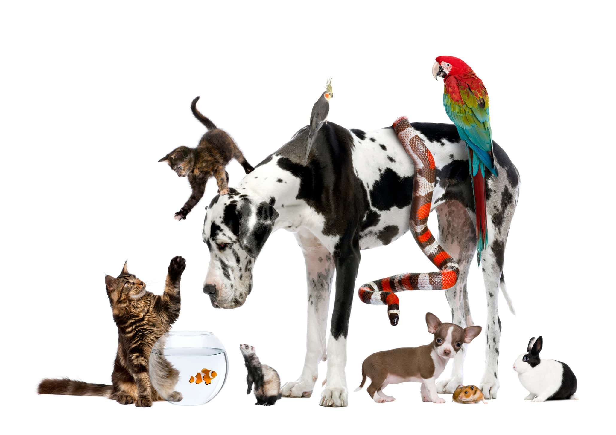 寵物動圖 桌布 壁紙 — 一隻大丹犬平靜地站立，被各種寵物包圍，包括鸚鵡、蛇、小貓、雪貂、小狗、兔子和碗裡的金魚。