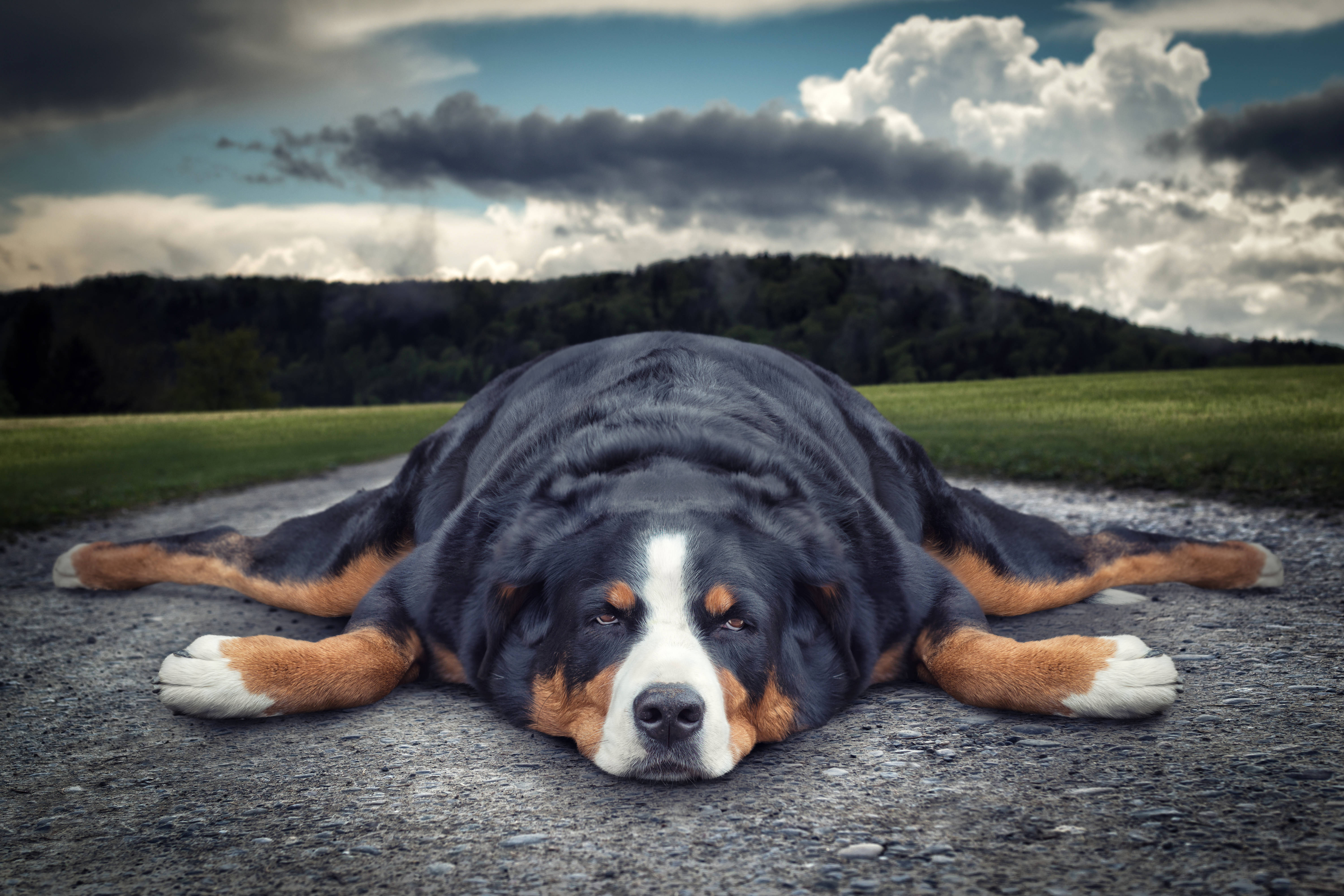 Relaxing 桌布 壁紙 — 一隻大型伯恩山犬在碎石路上平靜地休息，背景是戲劇性的多雲天空和起伏的綠色山丘。