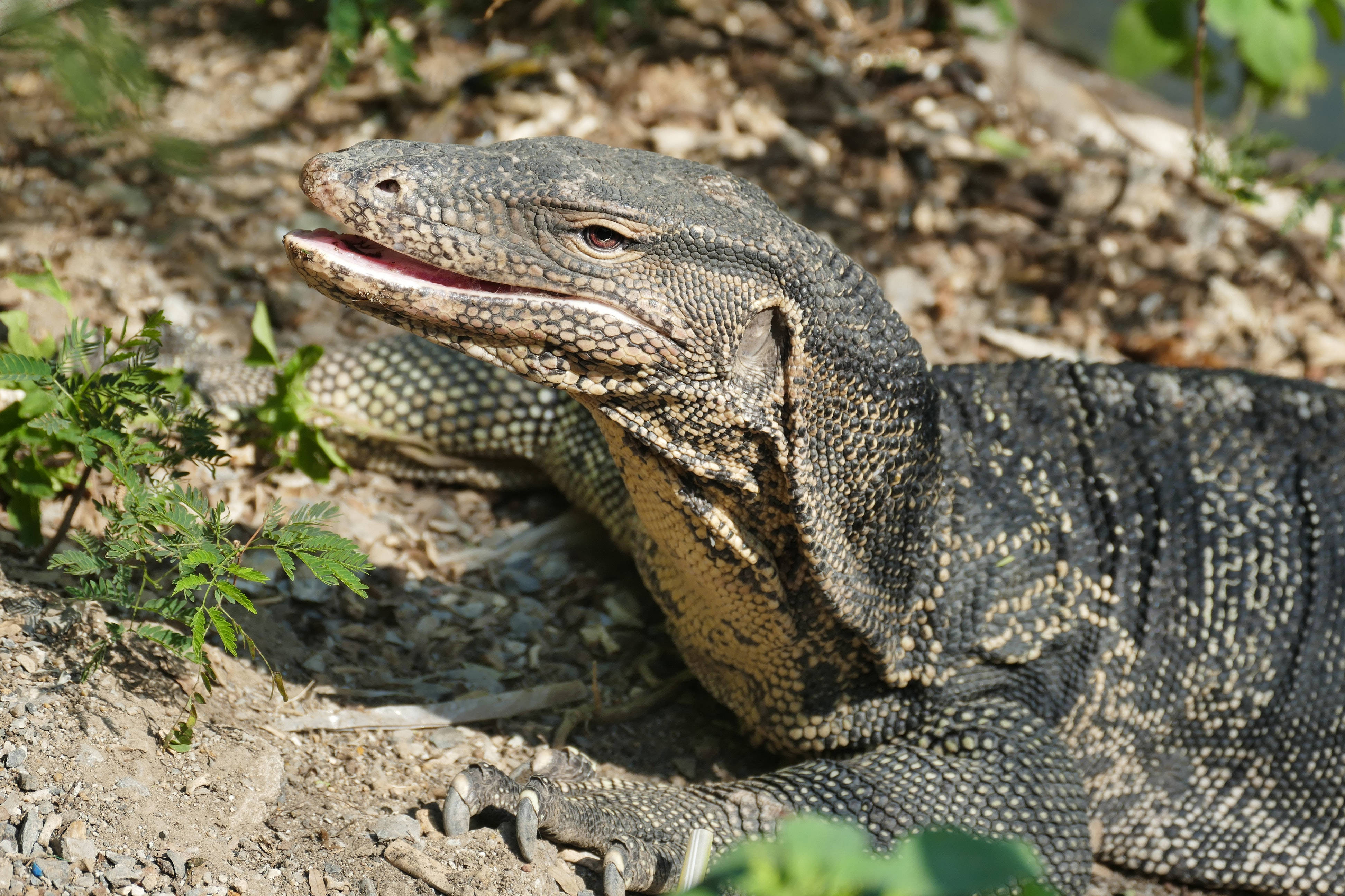 reptile 桌布 壁紙 — 一隻大型巨蜥在陽光照耀的泥土上曬太陽的特寫，周圍有綠色樹葉。