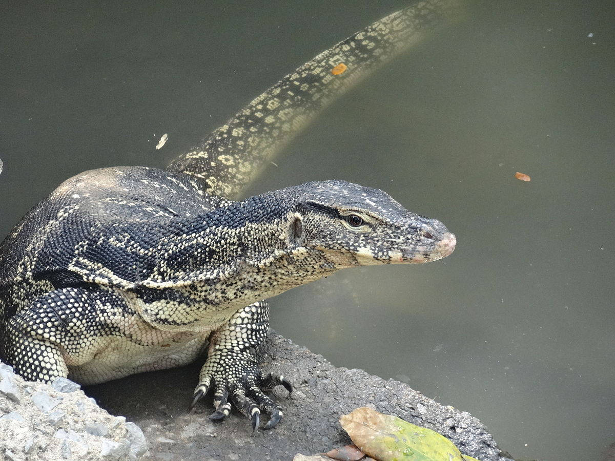 reptile 桌布 壁紙 — 一隻大型巨蜥的近距離特寫，身上有黑白相間的鱗片，棲息在渾濁水邊的岩石上。