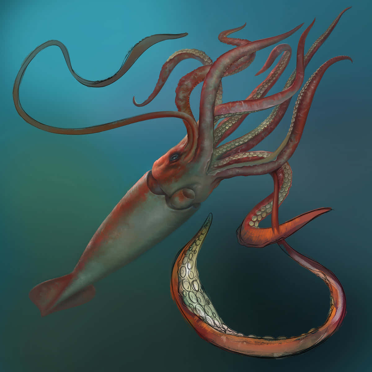 squid 桌布 壁紙 — 一隻大型微紅色魷魚在深藍色海水中滑行，擁有長長的流動觸手和彎曲的尾巴。