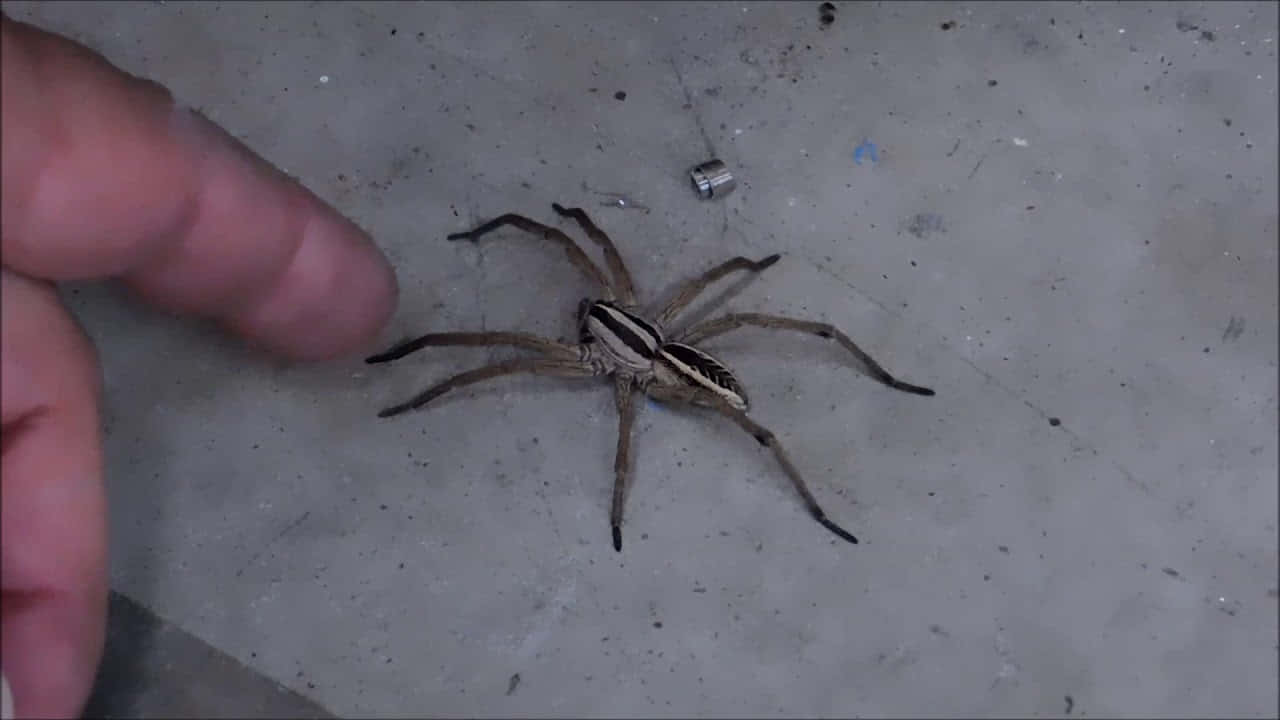 Wolf Spider 桌布 壁紙 — 一隻大型條紋蜘蛛停留在斑駁的混凝土地板上，一隻人類手指指向牠。