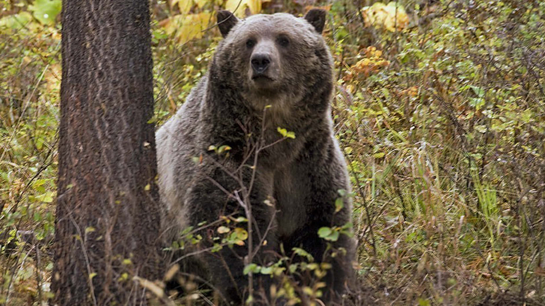 grizzly bear 桌布 壁紙 — 一隻大型棕熊在秋天的樹葉和樹幹旁邊的森林中警覺地站立。