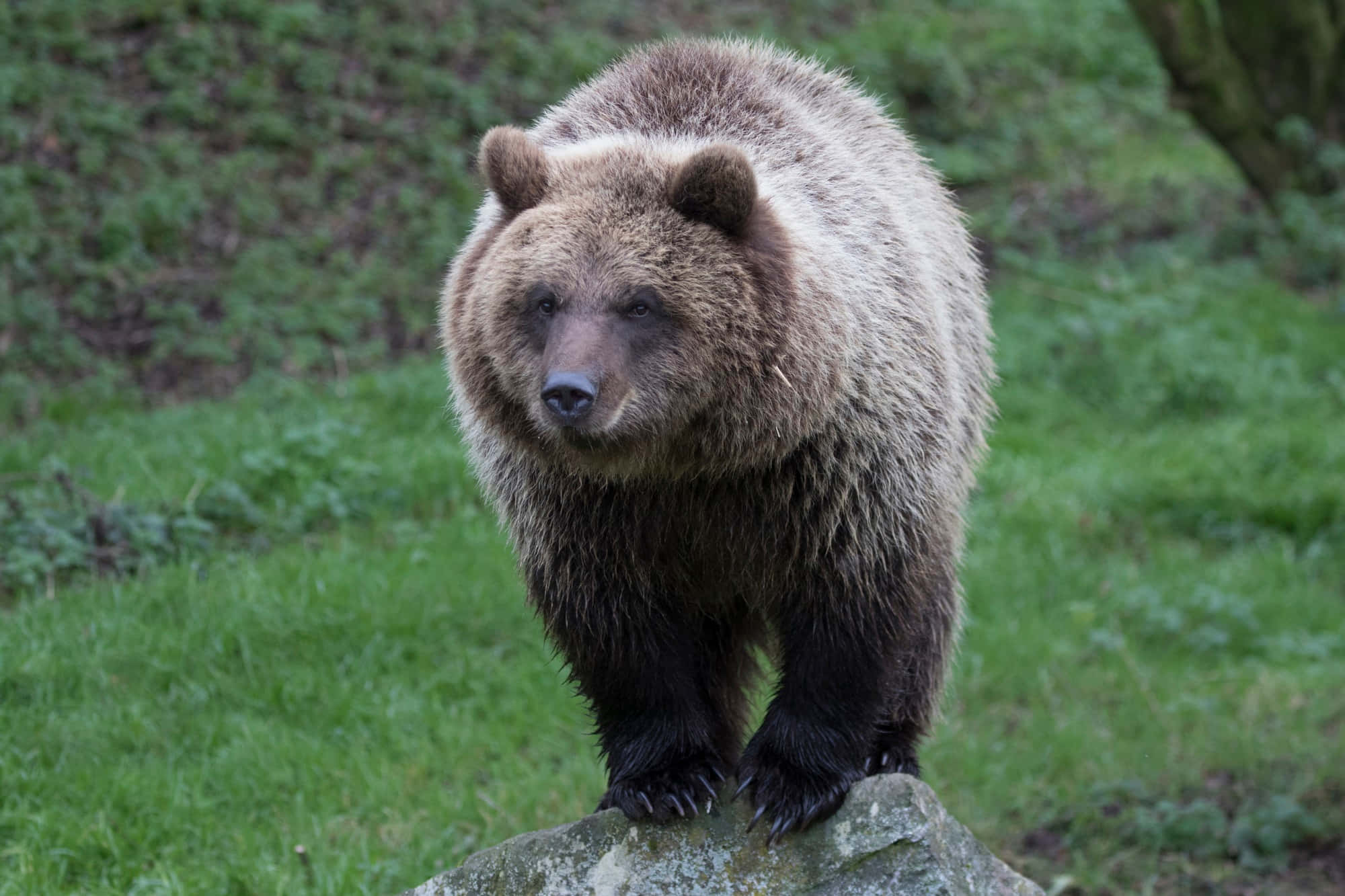 Brown Bear 桌布 壁紙 — 一隻大型棕熊在茂密綠色森林空地的苔蘚岩石上警覺地站立。