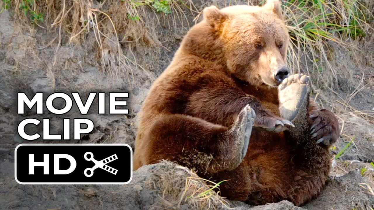 Brown Bears 桌布 壁紙 — 一隻大型棕熊坐在岩石斜坡上，專注地梳理牠的爪子，周圍是乾草和泥土。