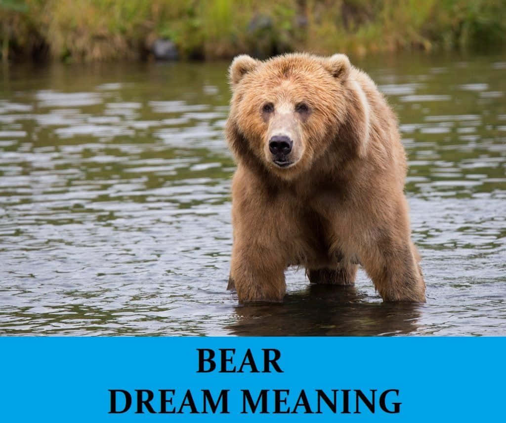 Bear Attack 桌布 壁紙 — 一隻大型棕熊站在淺水中，冷靜地直視鏡頭。