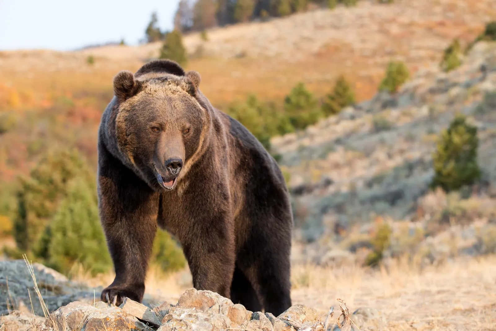 grizzly bear 桌布 壁紙 — 一隻大型棕熊警覺地站在岩石地形上，背景是秋色山丘和散落的常綠樹。