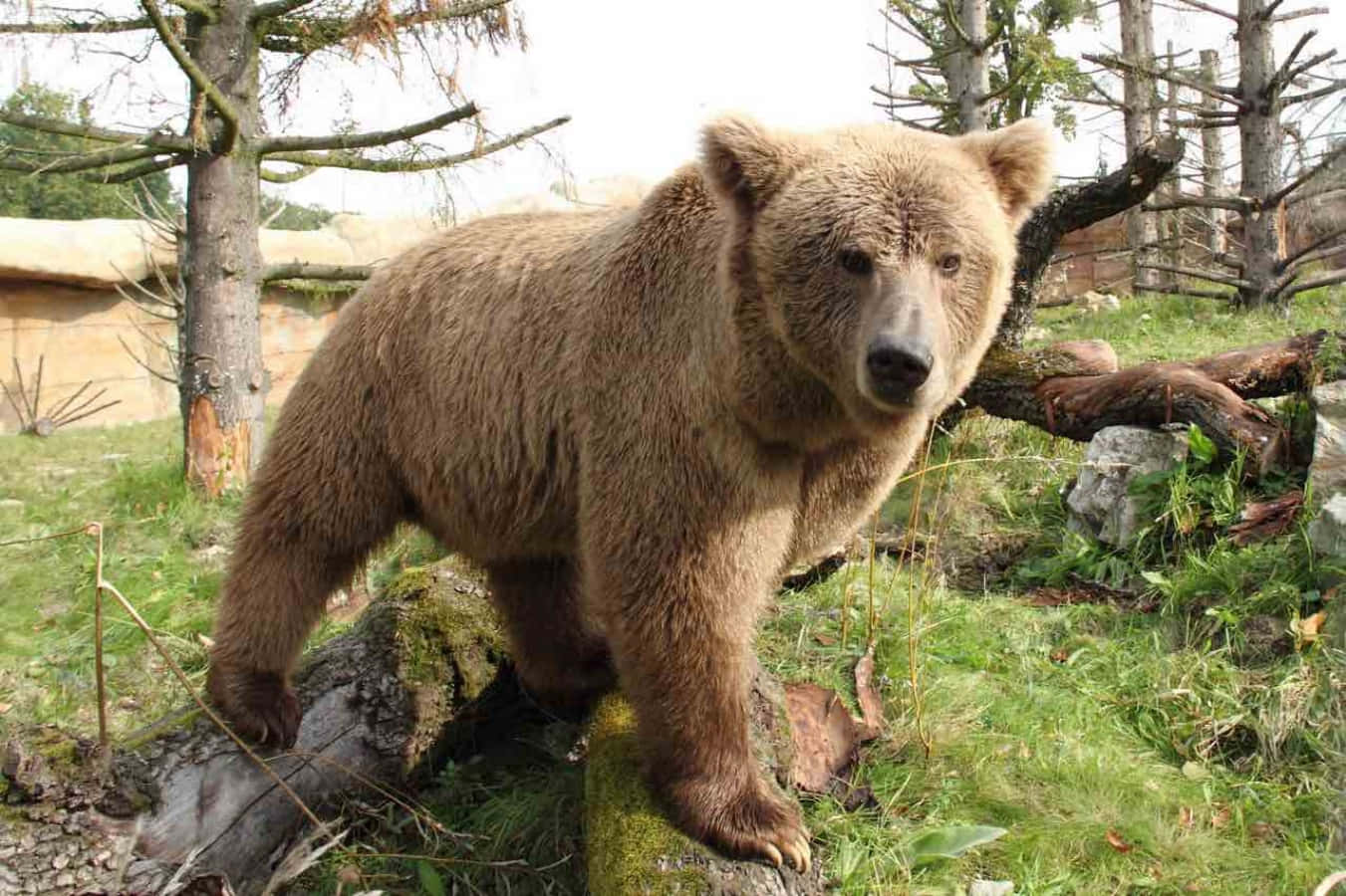 Brown Bear 桌布 壁紙 — 一隻大型棕熊警覺地站在森林圍欄內長滿苔蘚的木頭上，周圍有零散的樹木和草地。