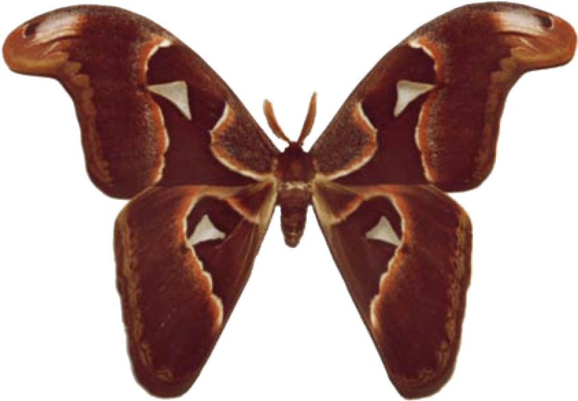 moth 桌布 壁紙 — 一隻大型棕色亞特拉斯蛾，翅膀上有白色眼斑，棲息在純黑色背景上。