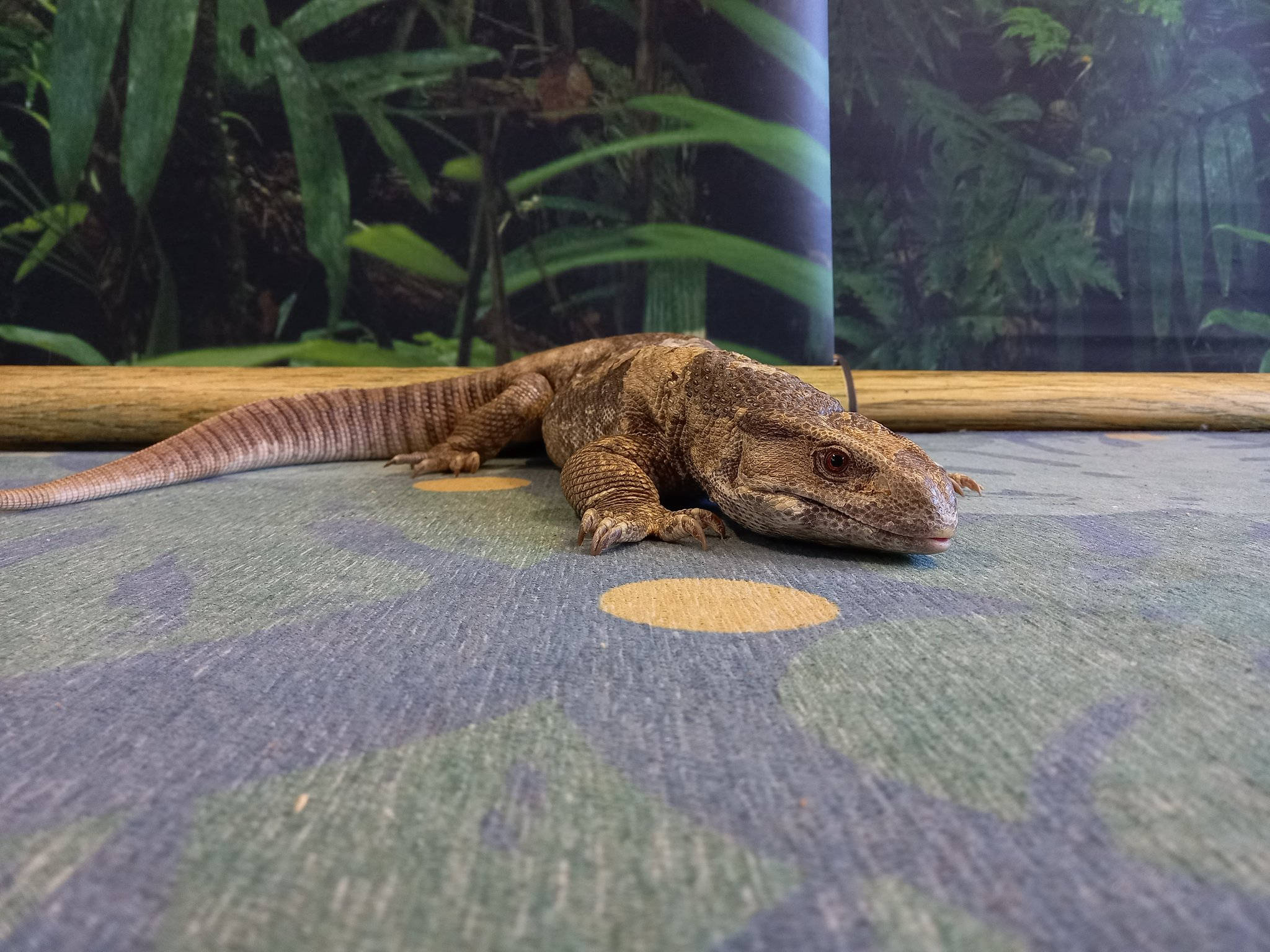 reptile 桌布 壁紙 — 一隻大型棕色巨蜥平靜地休息在迷彩圖案的表面上，背景是茂密的綠色樹葉。
