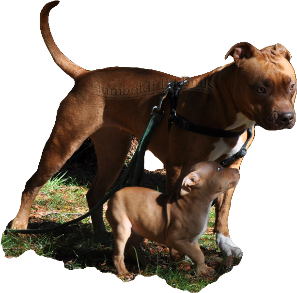 比特犬 桌布 壁紙 — 一隻大型棕色比特犬和一隻小狗一起站在草地上，成年狗身上繫著牽引繩。