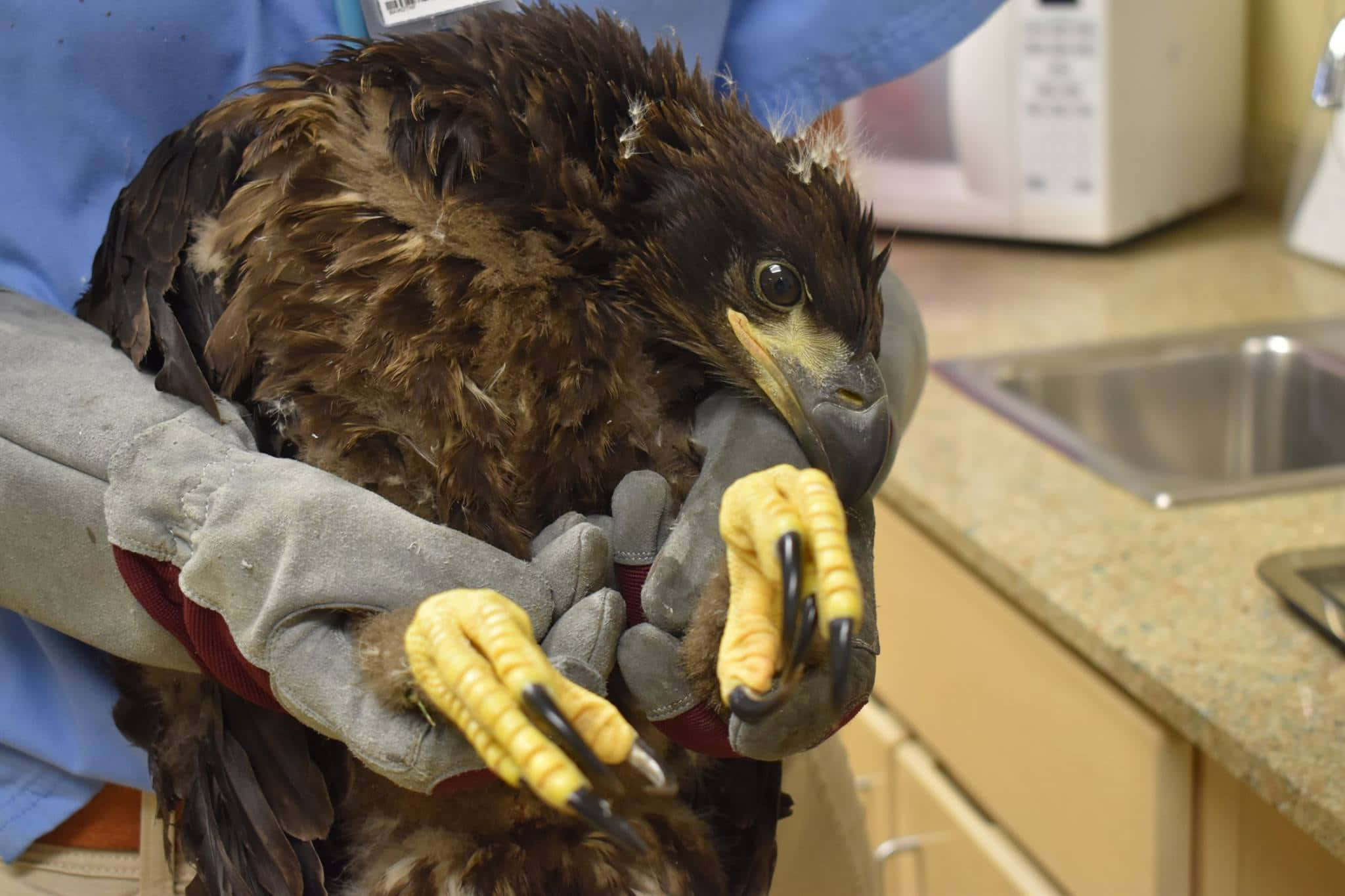 Young Eagle 桌布 壁紙 — 一隻大型棕色老鷹，擁有鋒利的黃色爪子，在臨床環境中被戴著手套的手輕輕抱著。