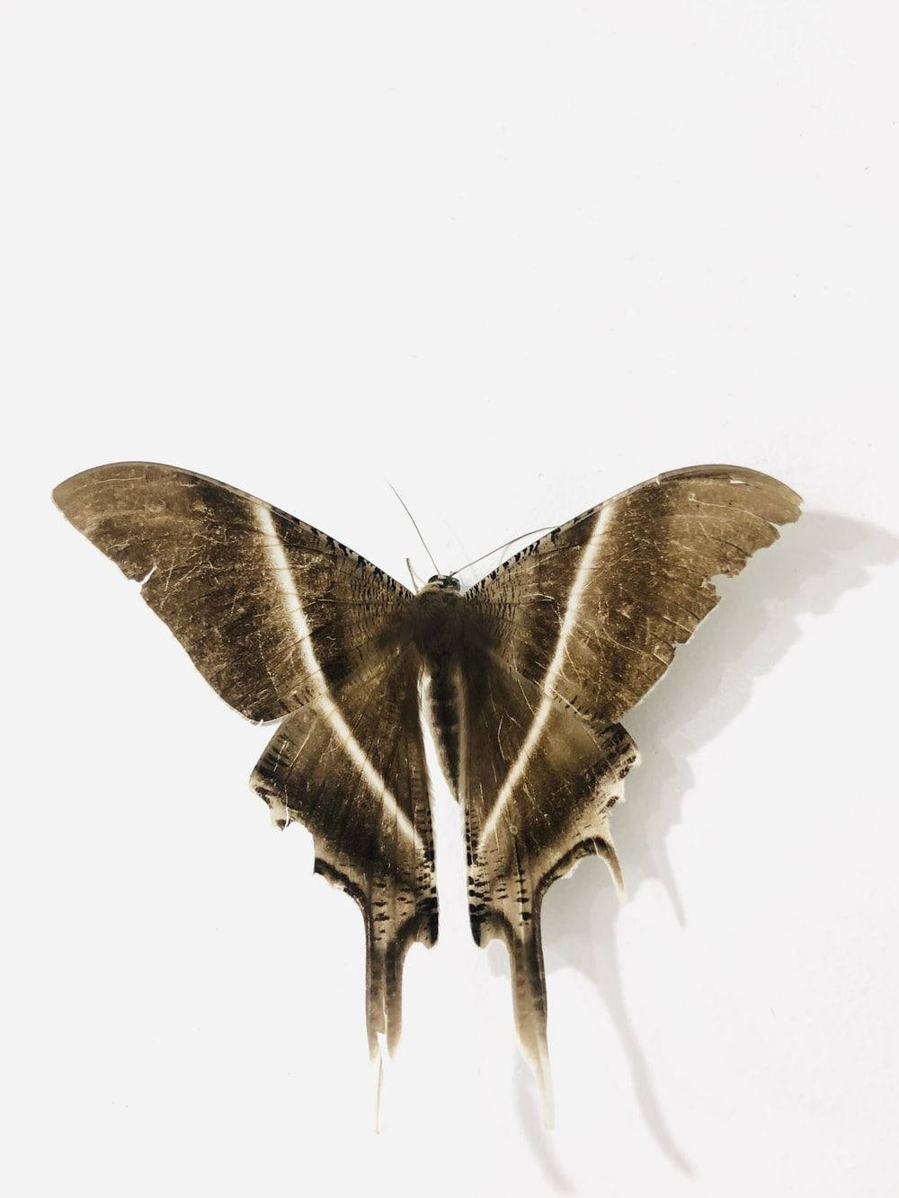 bug 桌布 壁紙 — 一隻大型棕色蛾，帶有醒目的白色條紋和精緻的翅膀圖案，停留在純白色背景上。