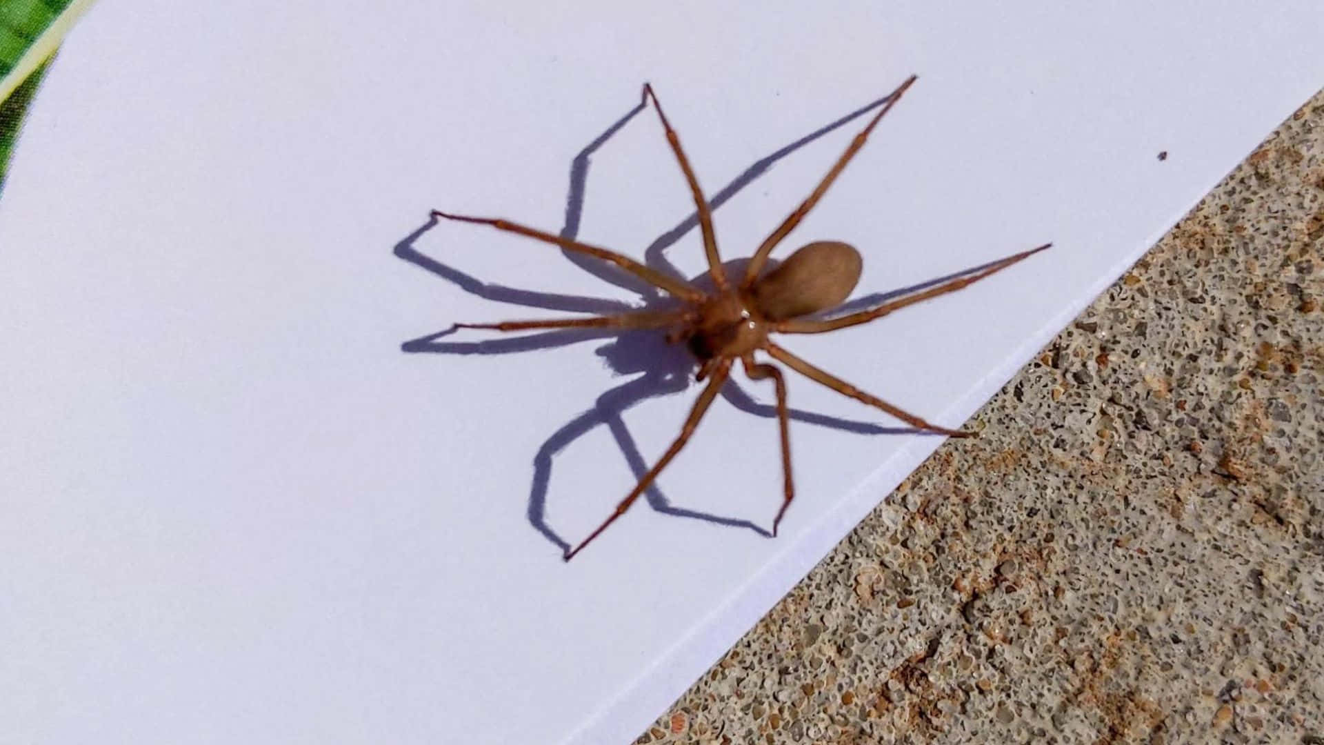 Brown Recluse Spider 桌布 壁紙 — 一隻大型棕色蜘蛛在明亮的陽光下，在紋理混凝土旁邊的白色表面上投下清晰的陰影。