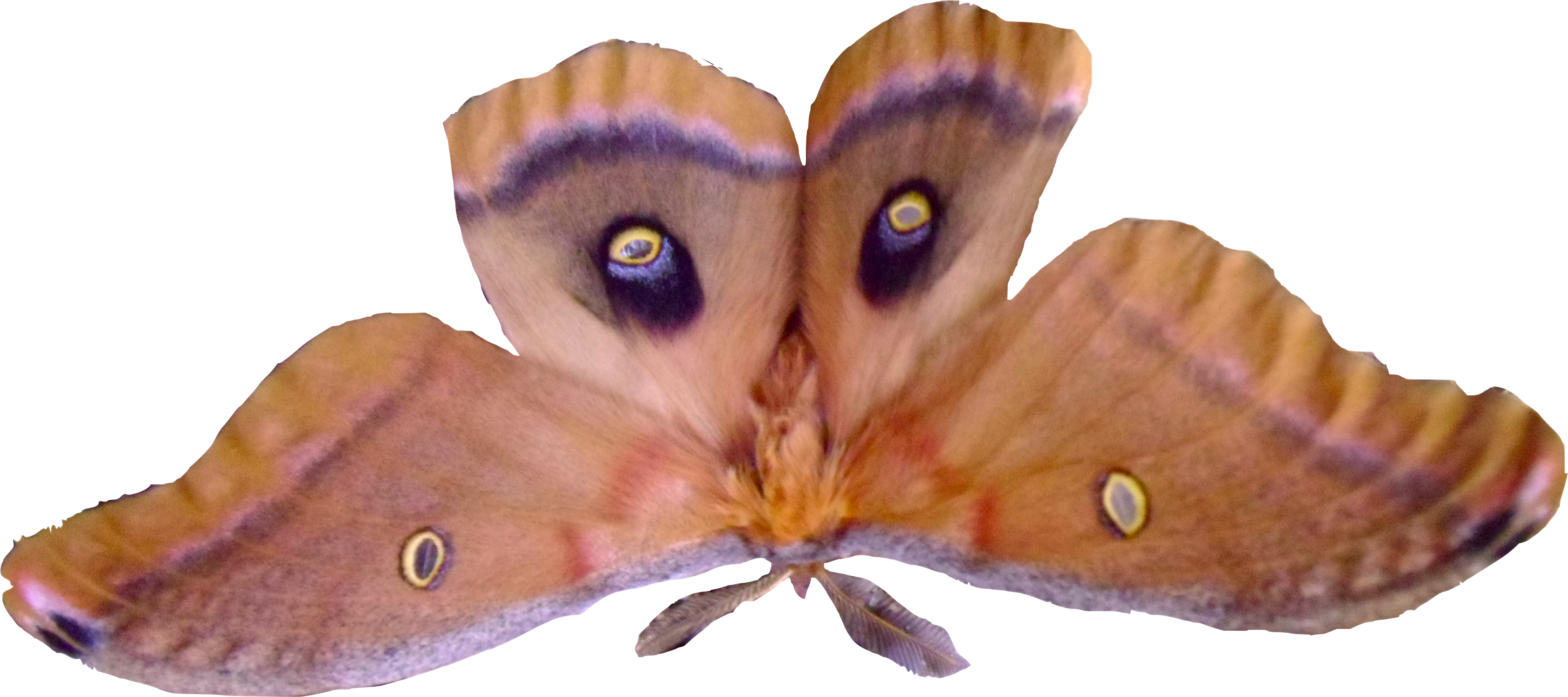 moth 桌布 壁紙 — 一隻大型棕色貓頭鷹蛾，翅膀上有眼狀斑點，棲息在純黑色背景上。
