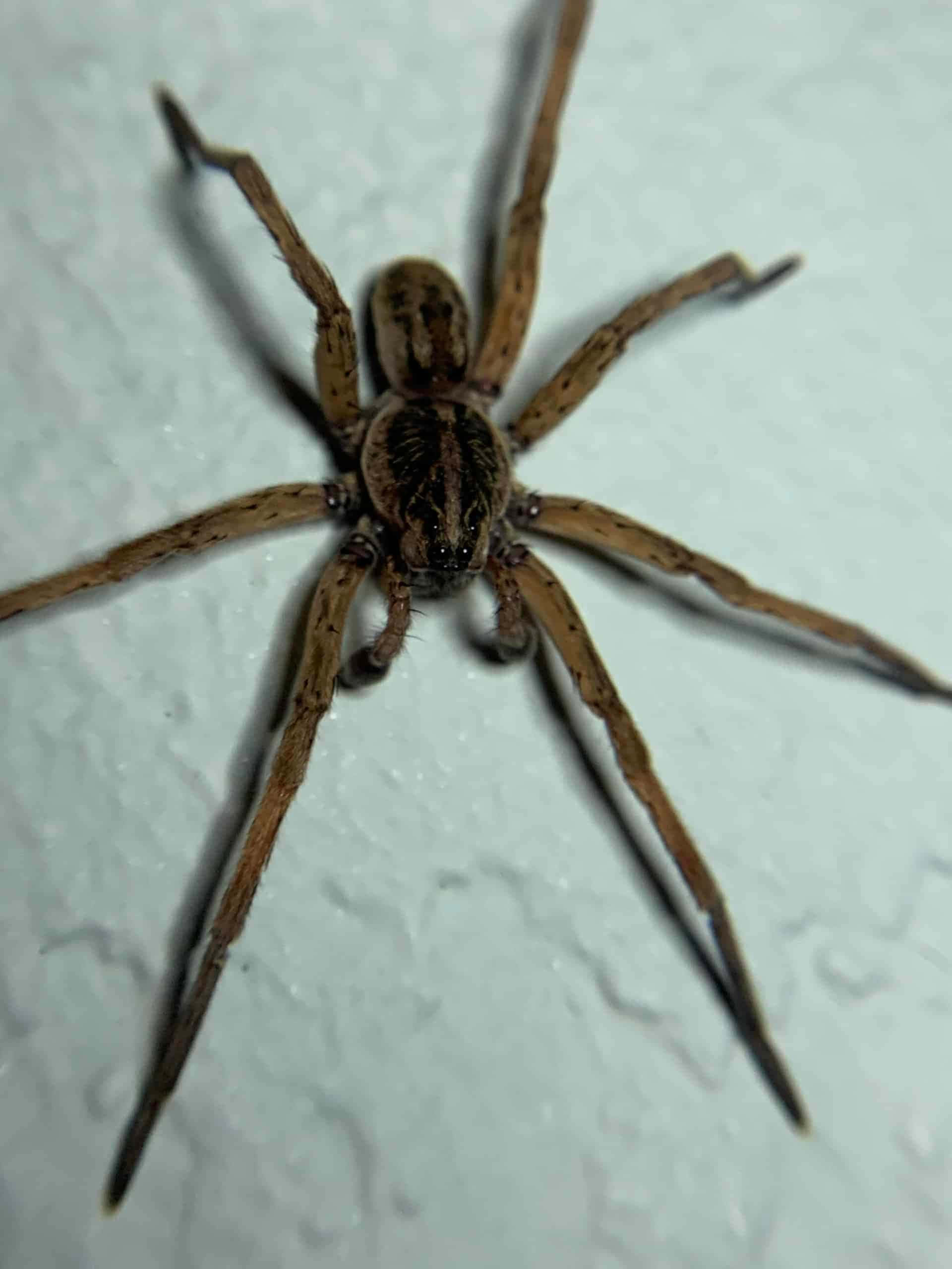 Wolf Spider 桌布 壁紙 — 一隻大型棕色長腿蜘蛛在特寫照片中停留在有紋理的白色牆壁上。