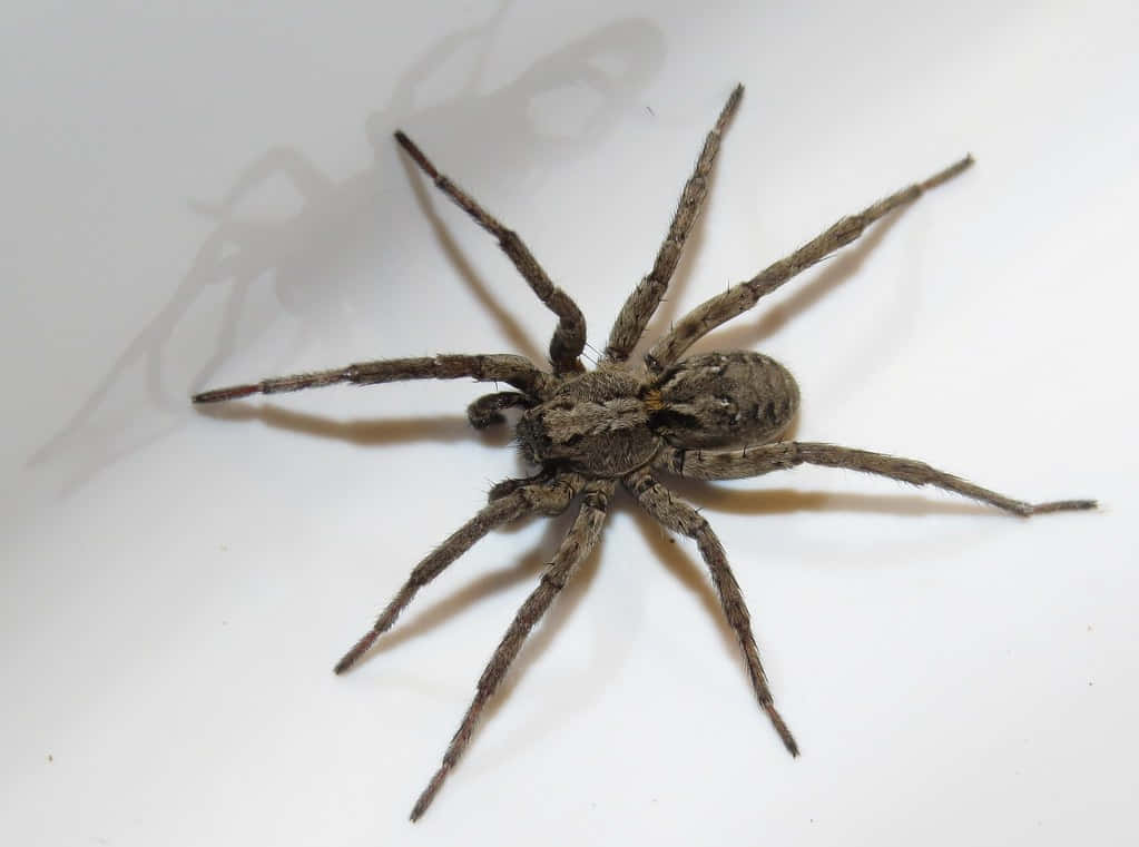 Wolf Spider 桌布 壁紙 — 一隻大型毛茸茸的棕色蜘蛛在純白色表面上投射柔和陰影的詳細特寫。