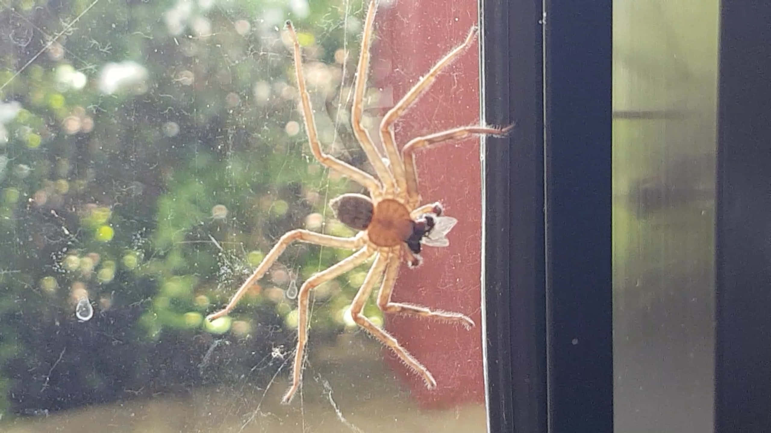 Brown Recluse Spider 桌布 壁紙 — 一隻大型毛茸茸的蜘蛛緊貼在玻璃窗上，用牠的毒牙咬著一隻捕獲的蒼蠅，背後是模糊的綠色花園。