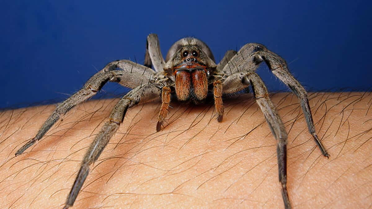Wolf Spider 桌布 壁紙 — 一隻大型毛蜘蛛，帶有突出的毒牙，威脅性地棲息在人類前臂上，背景為純藍色。
