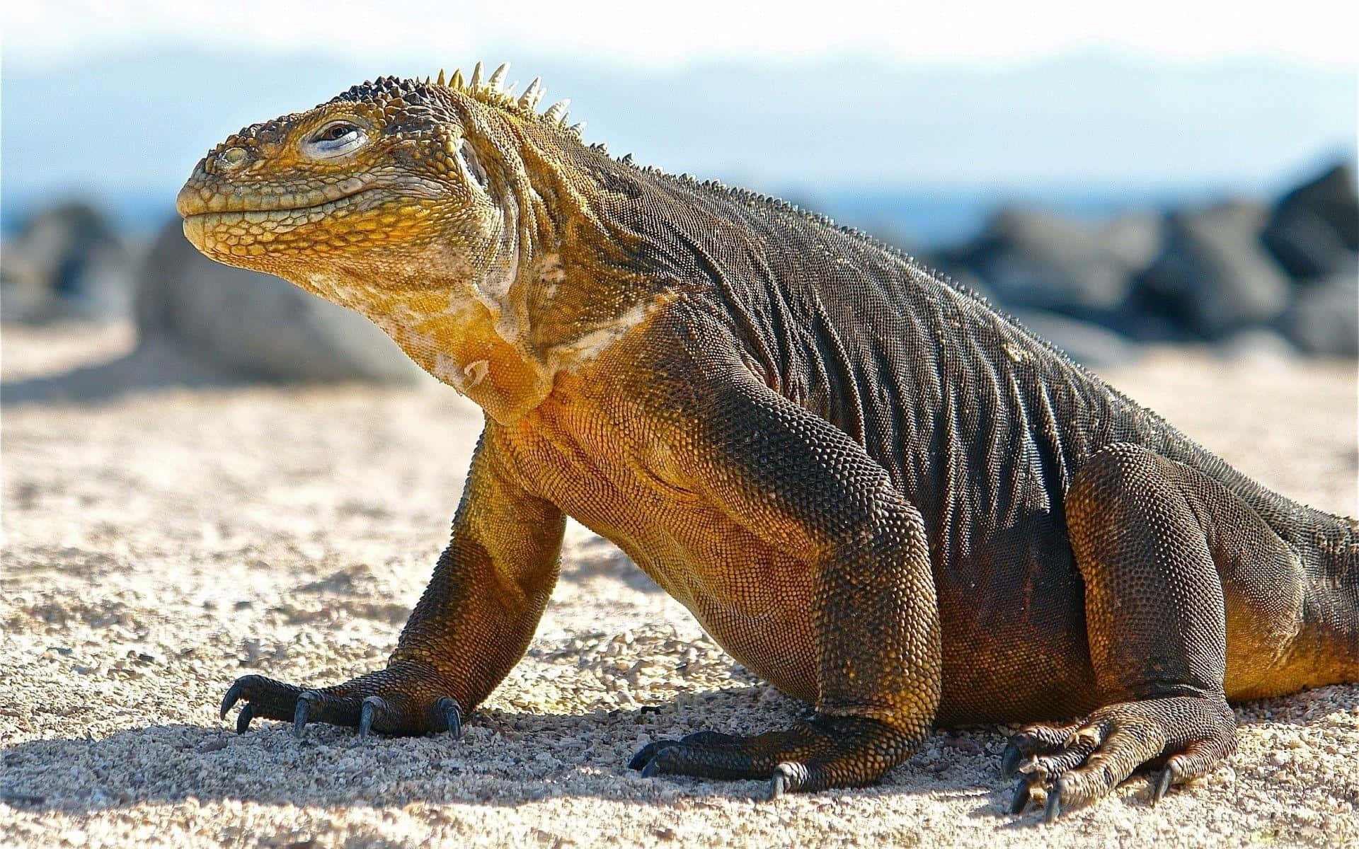 Komodo Dragon 桌布 壁紙 — 一隻大型海鬣蜥，背部有棘刺，鱗片有紋理，在陽光照射的火山沙上曬太陽，附近有深色岩石。