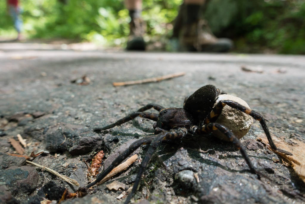Spider 桌布 壁紙 — 一隻大型深色蜘蛛在陽光明媚的森林中，攜帶一個白色卵囊穿過粗糙的瀝青小徑。