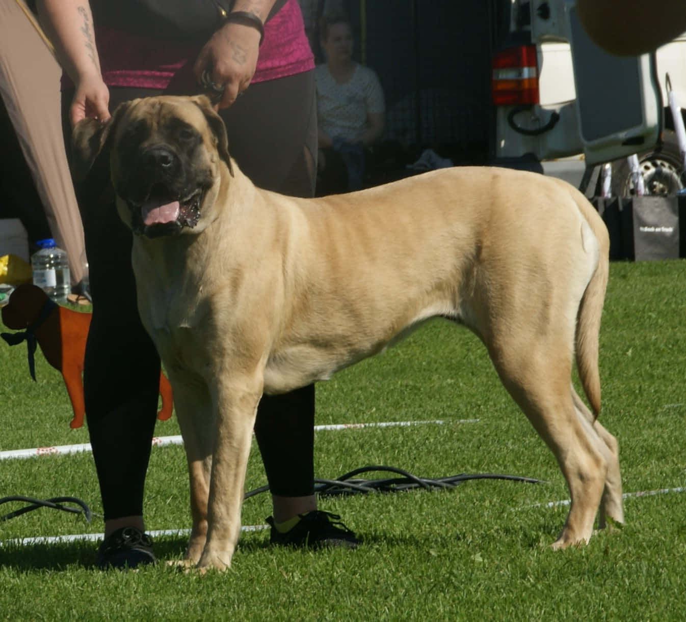 English Mastiff 桌布 壁紙 — 一隻大型淺黃褐色獒犬在戶外狗展中，與馴犬師一起自豪地站在綠色草地上。