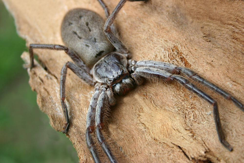 Spider 桌布 壁紙 — 一隻大型灰色獵人蛛，毛茸茸的腿緊貼粗糙紋理的樹皮，特寫鏡頭。